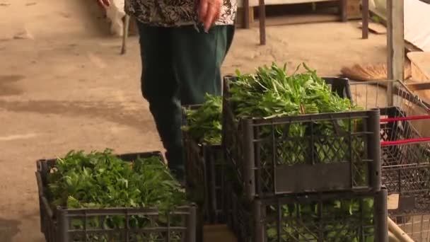 Working Process Rosemary Greenhouse — Stock Video