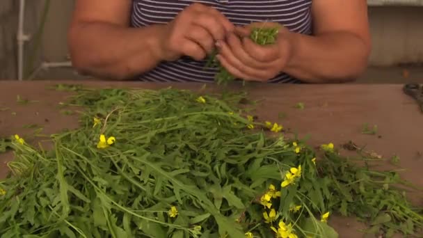 Working Process Rosemary Greenhouse — Stock Video