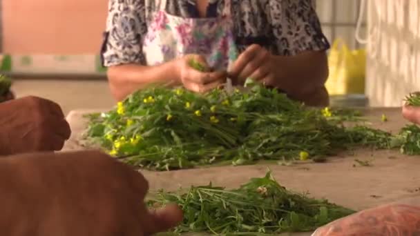 Working Process Rosemary Greenhouse — Stockvideo