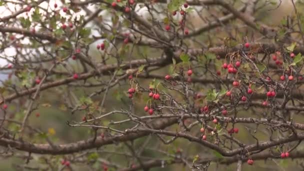 Árvore Rosa Mosqueta Vermelha Primavera — Vídeo de Stock