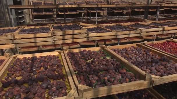 Bearbetning Fabrik För Torkad Frukt — Stockvideo