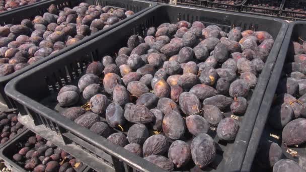Pracovní Proces Továrně Sušené Ovoce — Stock video