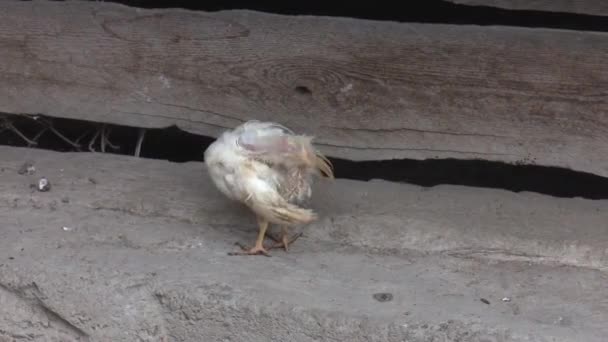 Kis Csirke Próbál Találni Élelmiszer — Stock videók
