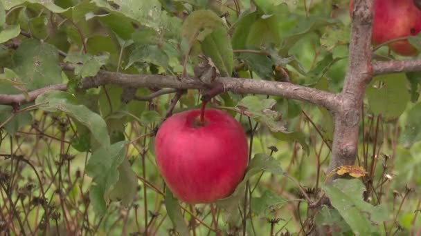 Big Farm Red Green Apples — Stockvideo