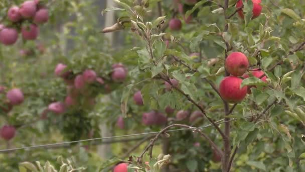Μεγάλη Φάρμα Κόκκινα Και Πράσινα Μήλα — Αρχείο Βίντεο