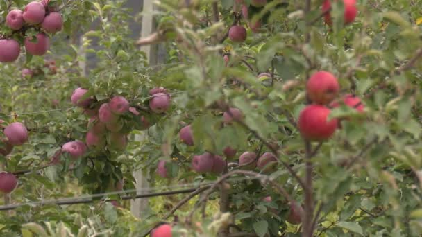 Großer Bauernhof Mit Roten Und Grünen Äpfeln — Stockvideo