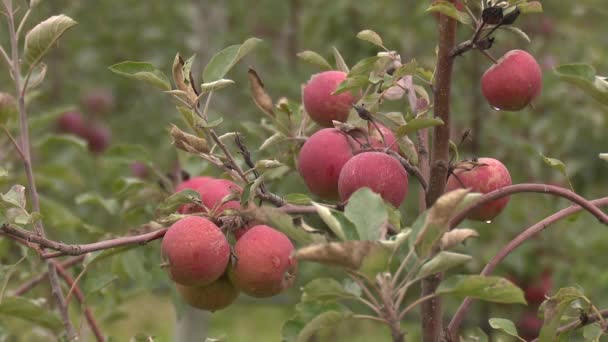 Großer Bauernhof Mit Roten Und Grünen Äpfeln — Stockvideo