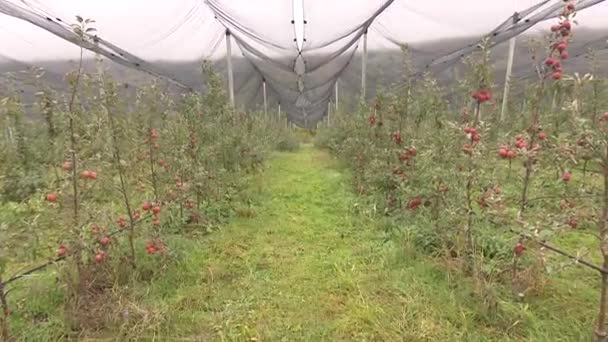 赤と緑のリンゴの大きな農場 — ストック動画