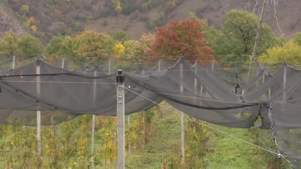 Großer Bauernhof Mit Roten Und Grünen Äpfeln — Stockvideo