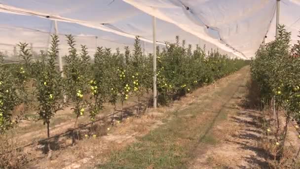 赤と緑のリンゴの大きな農場 — ストック動画