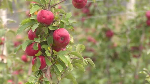 Großer Bauernhof Mit Roten Und Grünen Äpfeln — Stockvideo