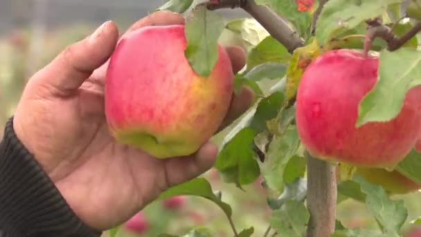 Velká Červená Jablečná Farma — Stock video