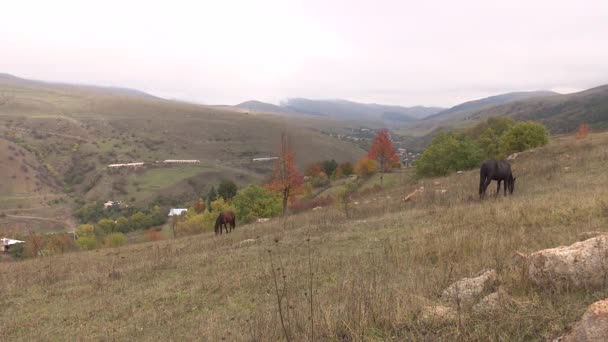 Horse Pasture Village — Stock Video