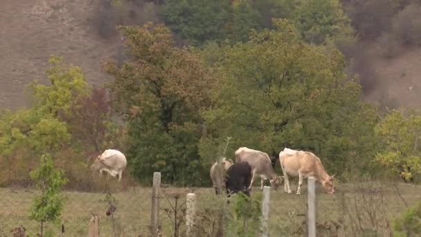 Köyde Çayırdaki Inekler — Stok video