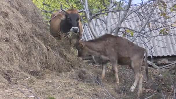 Αγελάδες Βοσκότοπους Στο Χωριό — Αρχείο Βίντεο