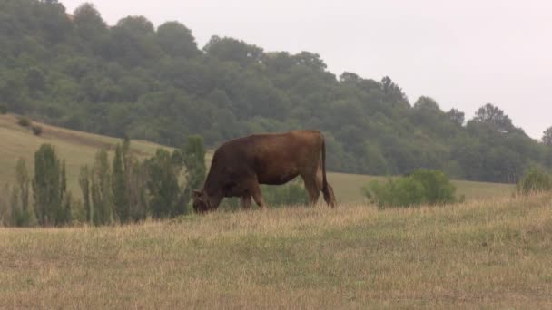 Mucche Pascolo Villaggio — Video Stock