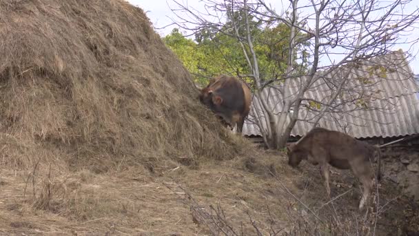 Vacas Los Pastos Aldea — Vídeo de stock