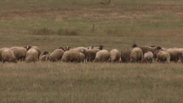 Stádo Ovcí Pastvinách — Stock video