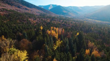 Avrupa 'da güzel renkli yoğun orman