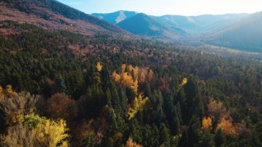 Avrupa 'da güzel renkli yoğun orman