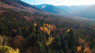 Avrupa 'da güzel renkli yoğun orman