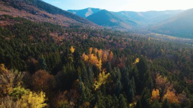Avrupa 'da güzel renkli yoğun orman