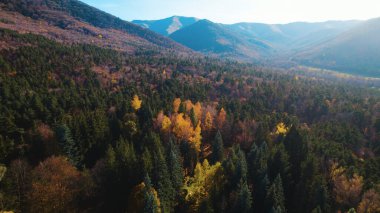 Avrupa 'da güzel renkli yoğun orman