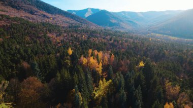 Avrupa 'da güzel renkli yoğun orman