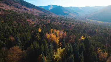 Avrupa 'da güzel renkli yoğun orman