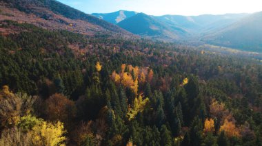 Avrupa 'da güzel renkli yoğun orman