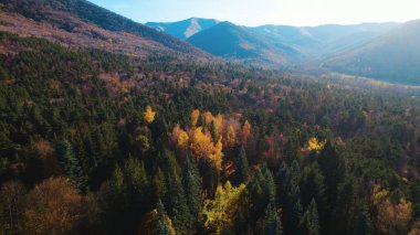 Avrupa 'da güzel renkli yoğun orman
