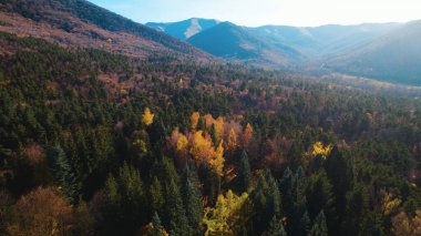 Avrupa 'da güzel renkli yoğun orman