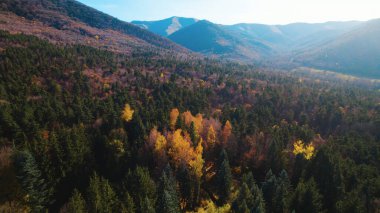 Avrupa 'da güzel renkli yoğun orman