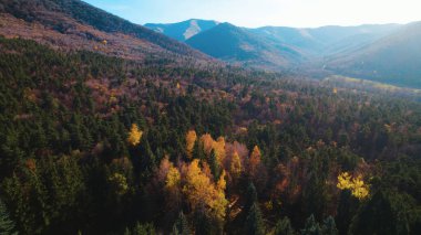 Avrupa 'da güzel renkli yoğun orman