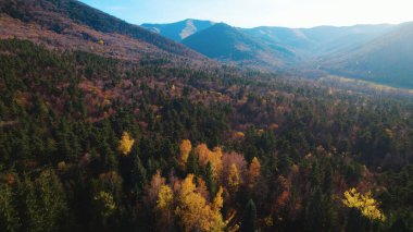 Avrupa 'da güzel renkli yoğun orman
