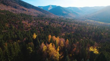 Avrupa 'da güzel renkli yoğun orman