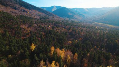 Avrupa 'da güzel renkli yoğun orman