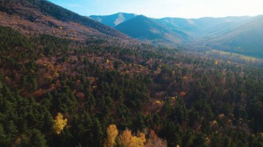 Avrupa 'da güzel renkli yoğun orman