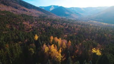 Avrupa 'da güzel renkli yoğun orman