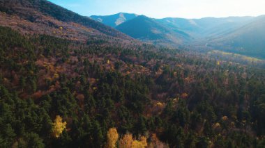 Avrupa 'da güzel renkli yoğun orman