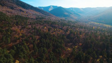 Avrupa 'da güzel renkli yoğun orman