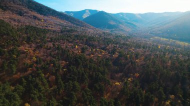 Avrupa 'da güzel renkli yoğun orman