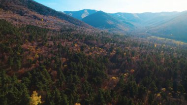 Avrupa 'da güzel renkli yoğun orman
