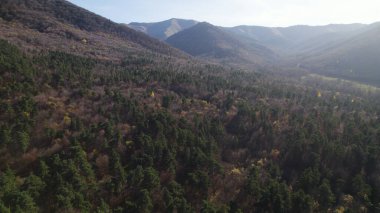 Avrupa 'da güzel renkli yoğun orman