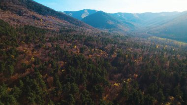 Avrupa 'da güzel renkli yoğun orman