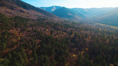 Avrupa 'da güzel renkli yoğun orman