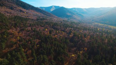 Avrupa 'da güzel renkli yoğun orman