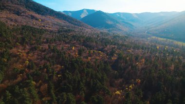 Avrupa 'da güzel renkli yoğun orman