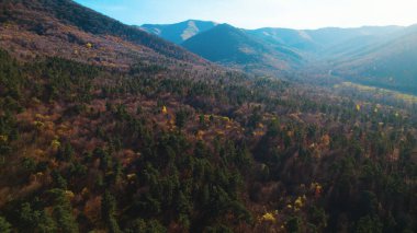Avrupa 'da güzel renkli yoğun orman