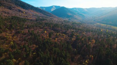 Avrupa 'da güzel renkli yoğun orman